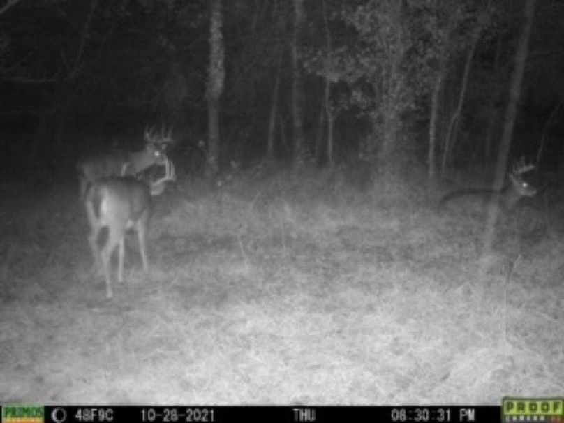 image33