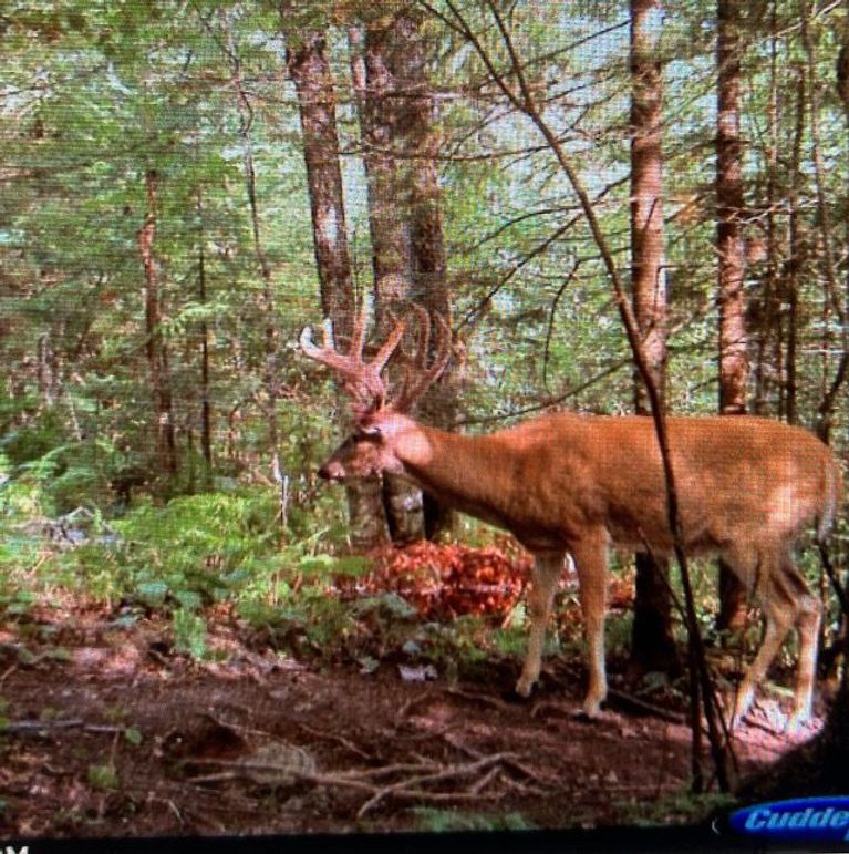 Screenshot 2023-06-07 at 10.25.00 AM