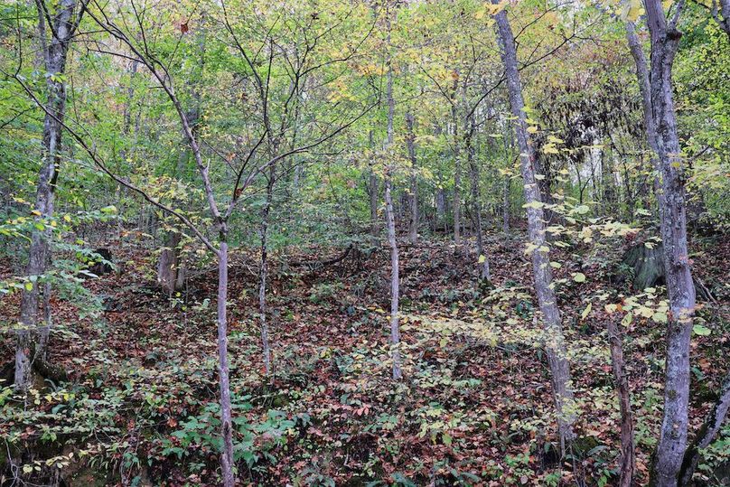 031 nice mix of timber throughout