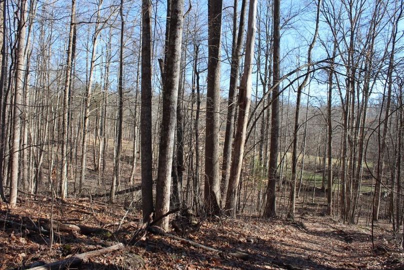 010 view from the wooded area out into the open fields
