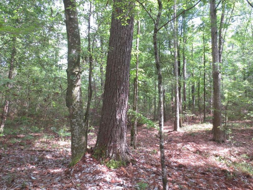 5B29A4EC-5A29-45DF-8504-8C4C5E6F4B5F_1_105_c