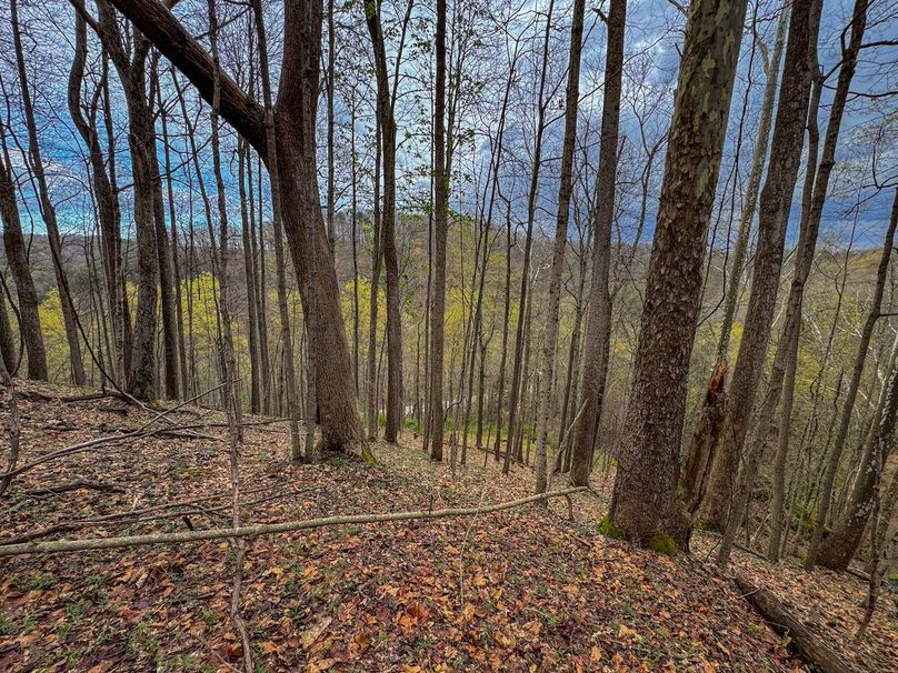 Wirt, WV 39.564 AC Full-03