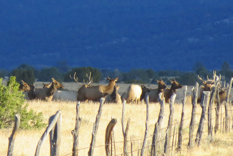 Big bull and cows along fence