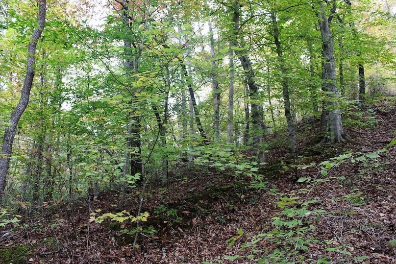 020 nice mix of harwood forest growth near the top of a secondary ridge to the north