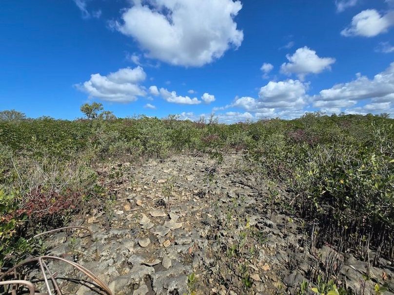 17.17ac, Citrus, Josiah Ronco09