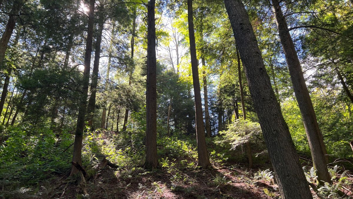 Exceptional Property Located Near PA State Game Lands 192 Whitetail