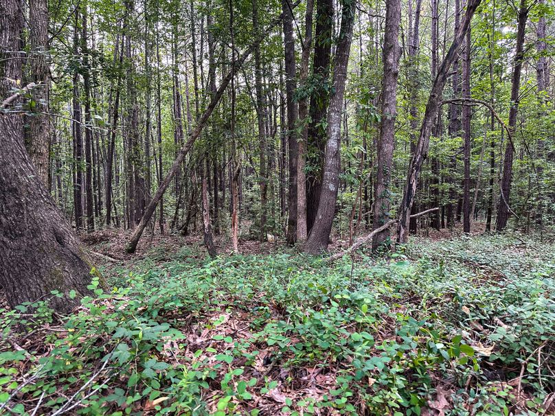 Clay County, MS 17.5+_- Jennings-10