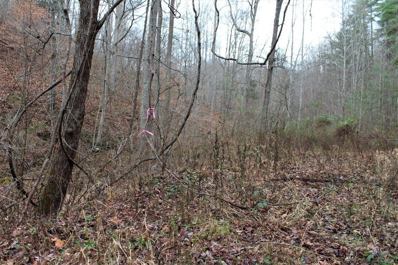 023 the entrance into the property at the west boundary.  Notice the pink ribbon on the left