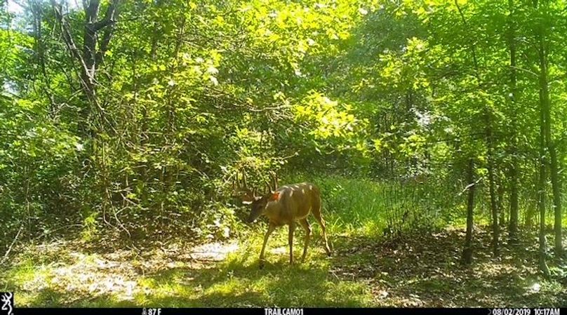 Buck 30 2