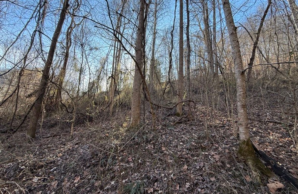 003 the view looking up the north facing slope in the valley