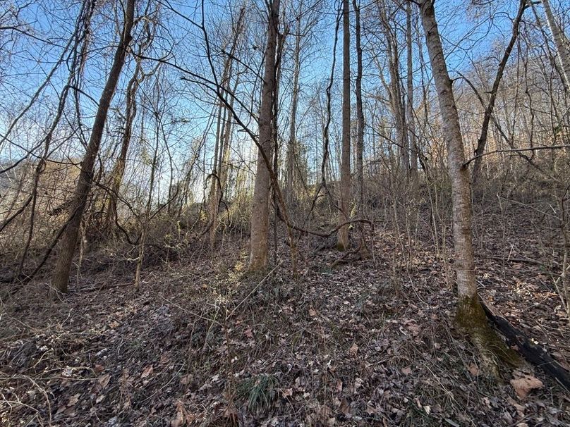 003 the view looking up the north facing slope in the valley