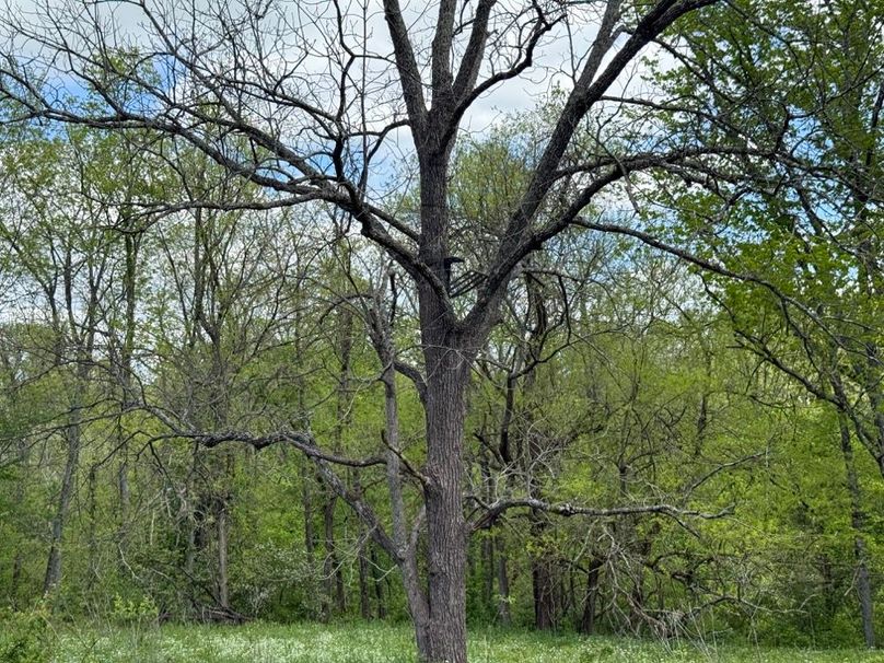 026 look closely and you can see a treestand