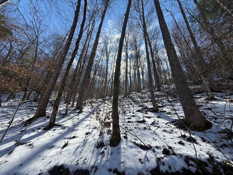 010 a north facing slope in the north area of the property