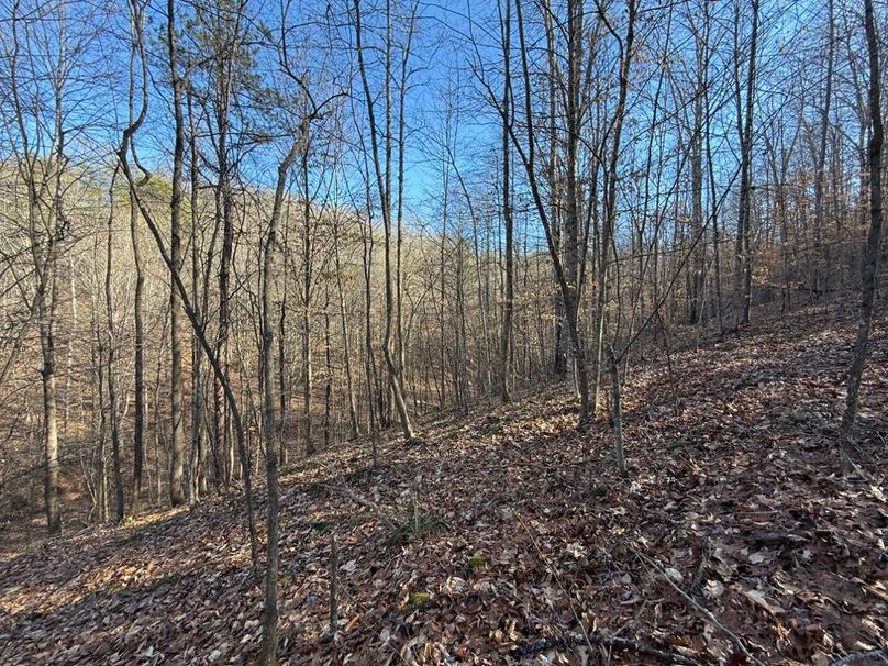 023 gently north facing slope in the middle of the property