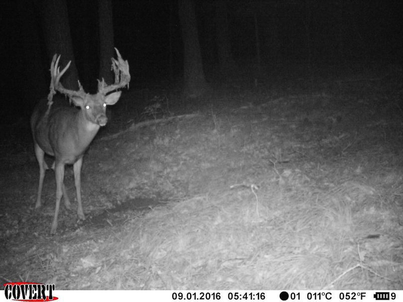 Deer Cam Tracker Pic. 1053