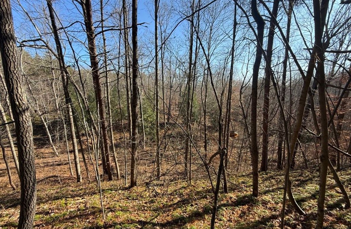 003 view from the flat areas looking down into the ravine