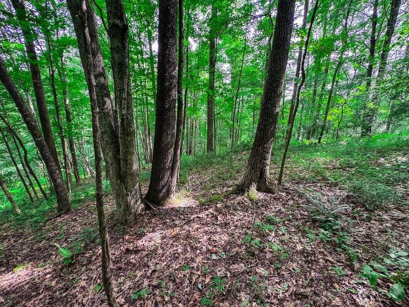 Doddridge, WV 15.68 AC Bonnett-73