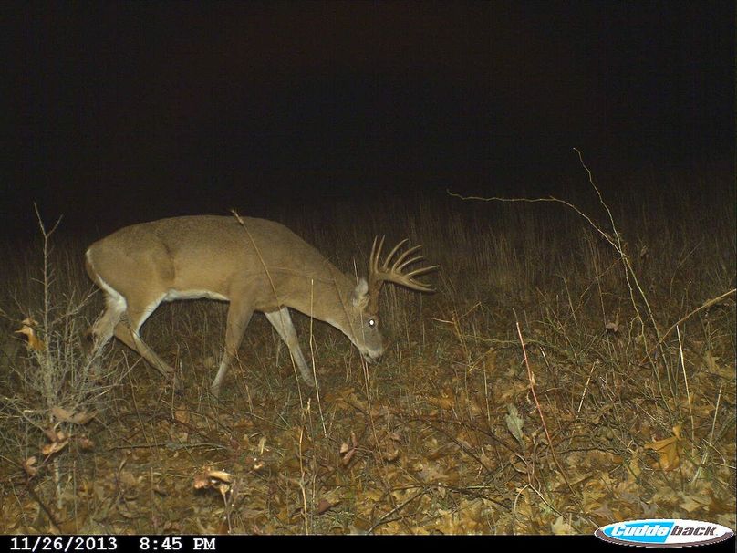 12 pt.