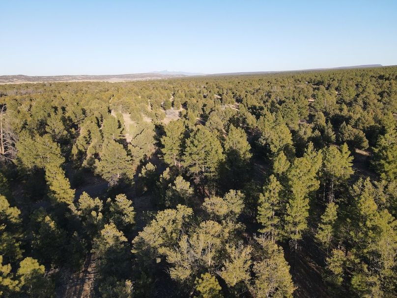 17_Pratt Forest sunset 7