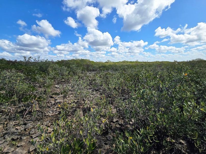 17.17ac, Citrus, Josiah Ronco17