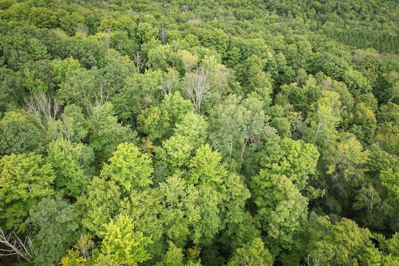 Chemung_60.55_Baumunk_Photos_24