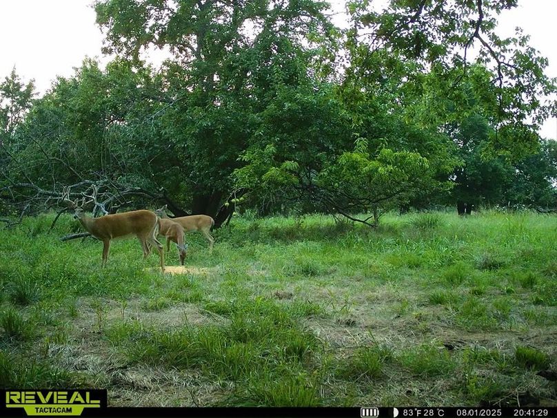 860322065943430-100-2-08012025223225-HD-SYEW1333