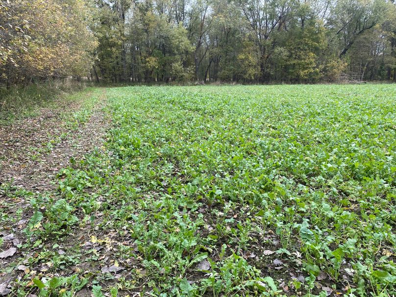 pics from late 2021 and early 2022. New plots being planted in Aug 2023 for new pics (81)