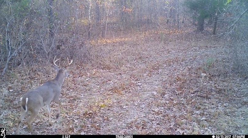 Buck 161 2
