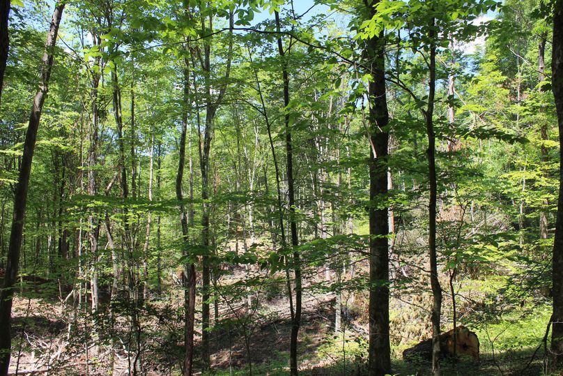 014 forested area in the south central portion of the property after logging operations