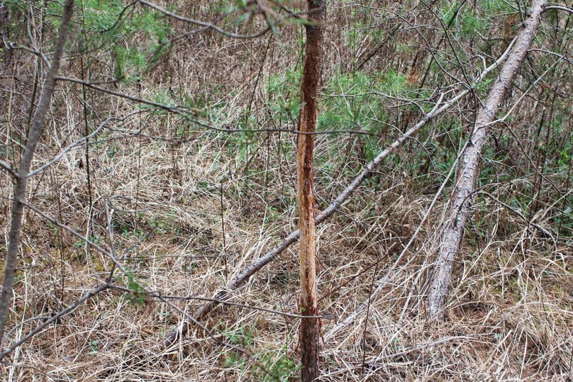 006 Yep, that is what you think it is