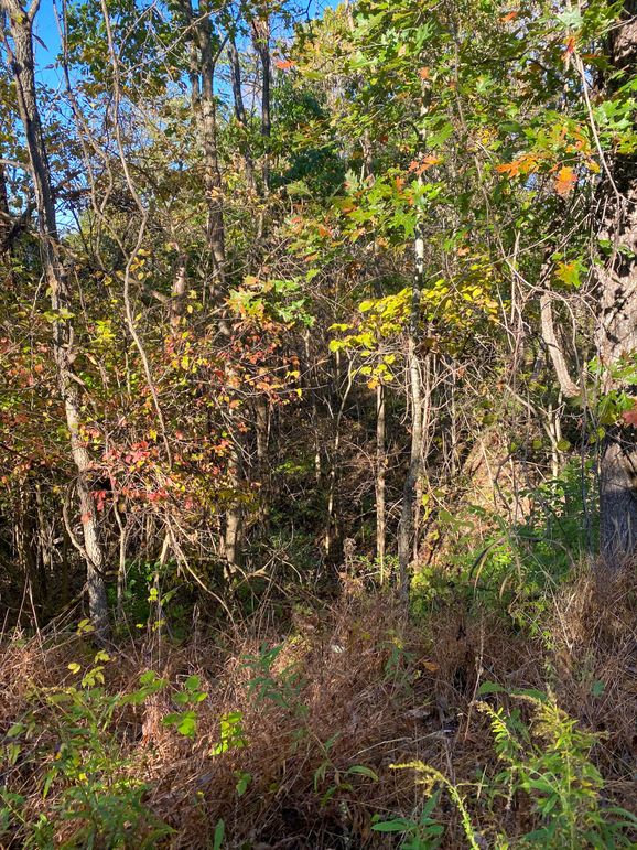 Lewis Johnson 78 009