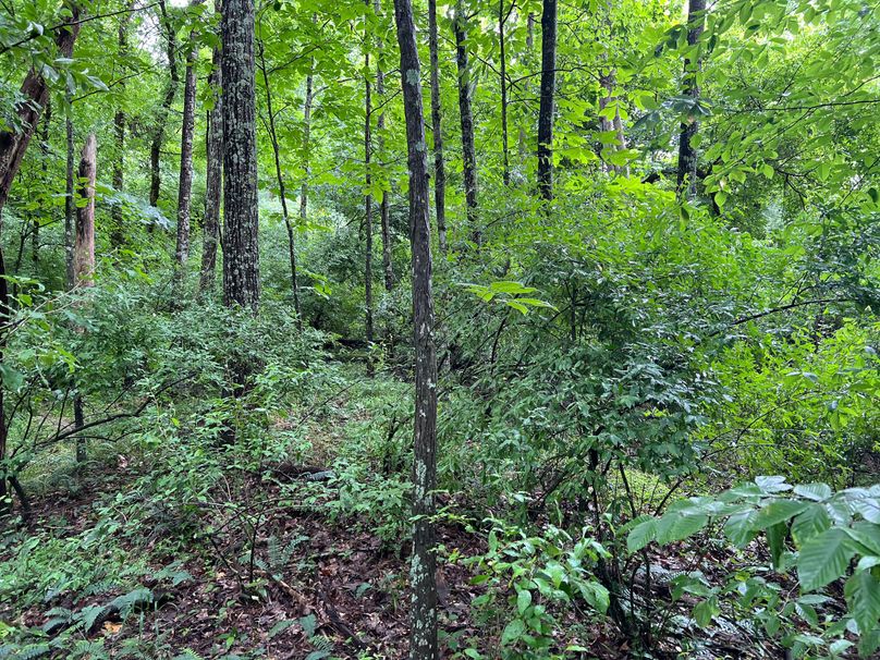 Wirt, WV 150.75 AC Tinnell-18