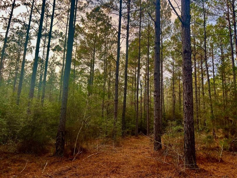 CCD0A2B8-37B7-43F1-B2A7-85E42EB2123E_1_201_a