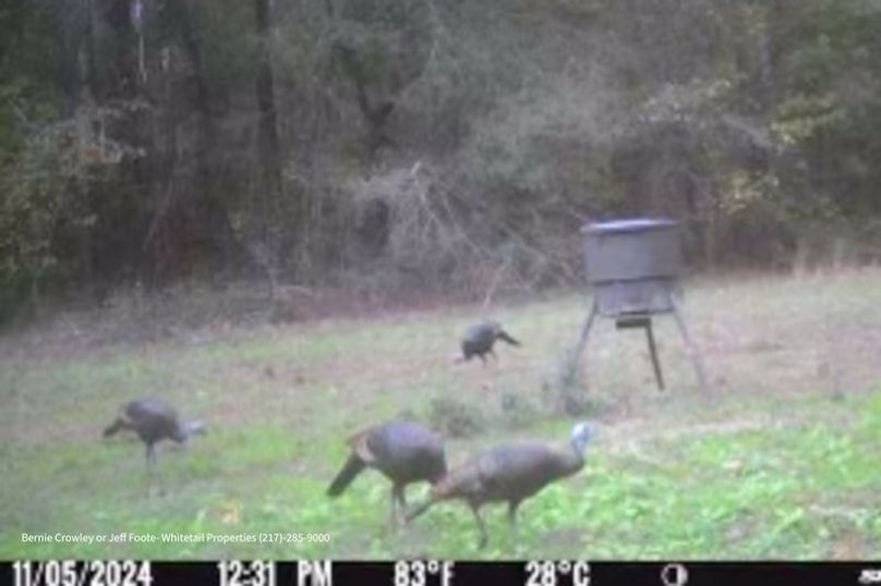 Tallahatchie 847 Messina-09