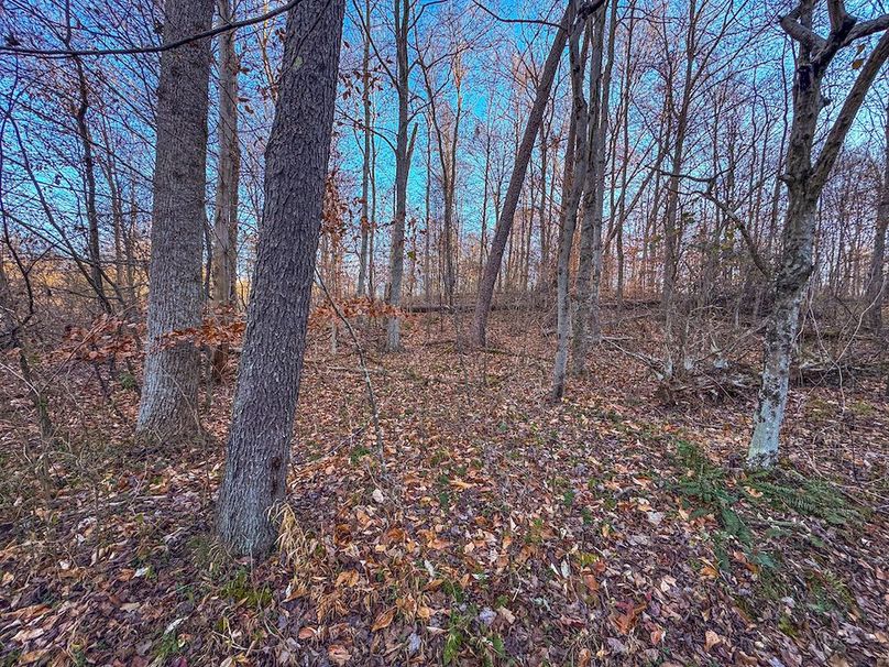 Pleasants_Wood 169.97 AC Cokeley-32