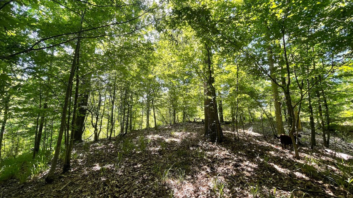 Great Deer Hunting Property In A Great Location Whitetail Properties