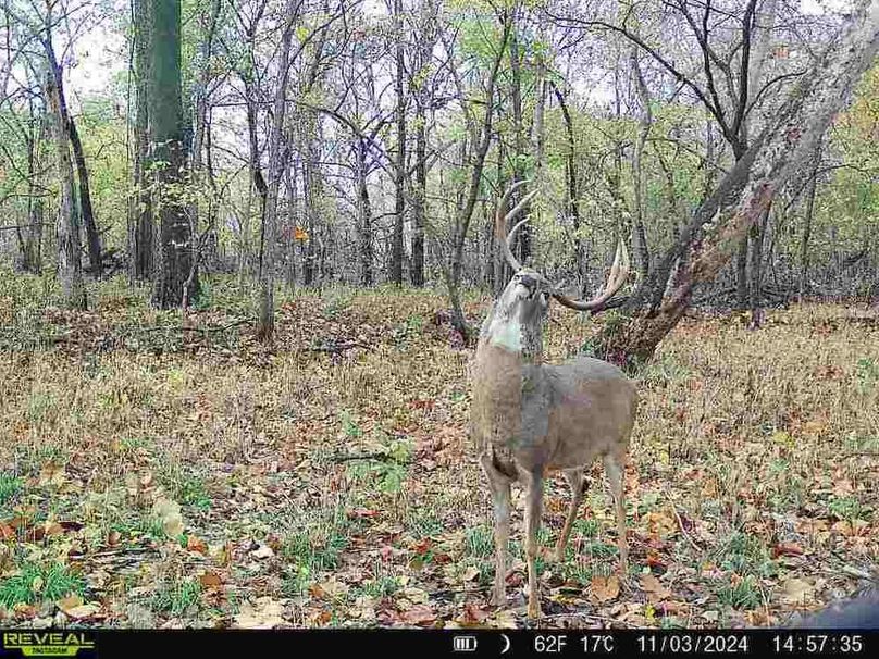 860322062494817-40-4-11032024145734-V-W1001556