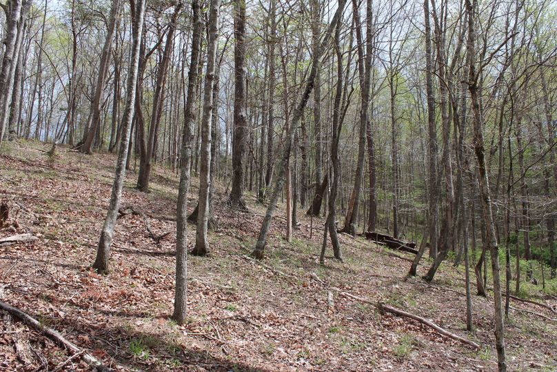 035 the wooded area in the north section of the property