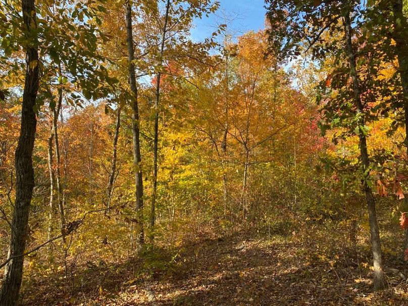 006 forested ridge area in the northeast part of the property