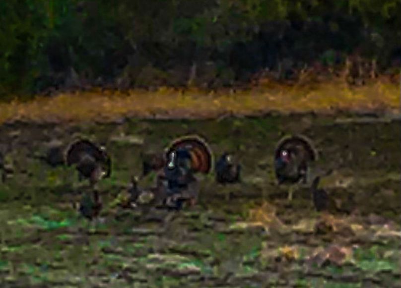 Bosque 294 Deer Cam Photos-14