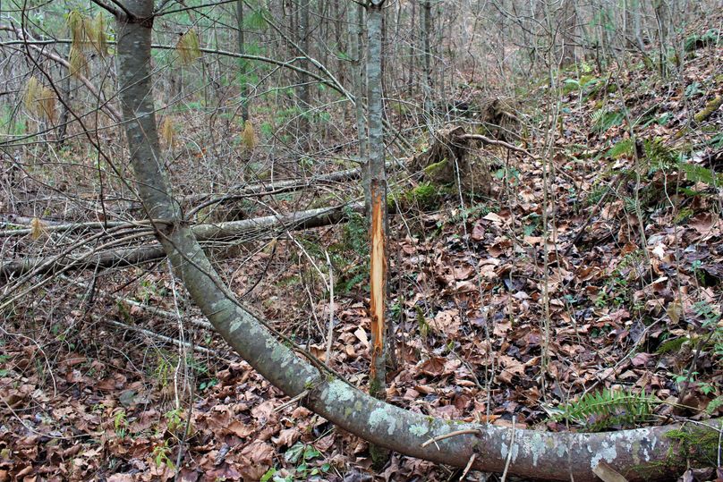 005 evidence of a rut struck buck abusing this poor little tree