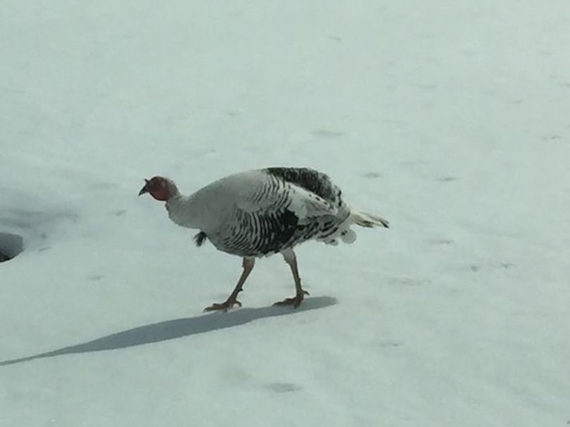 Albino Turkey