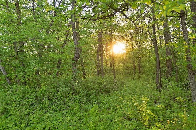 woods dense