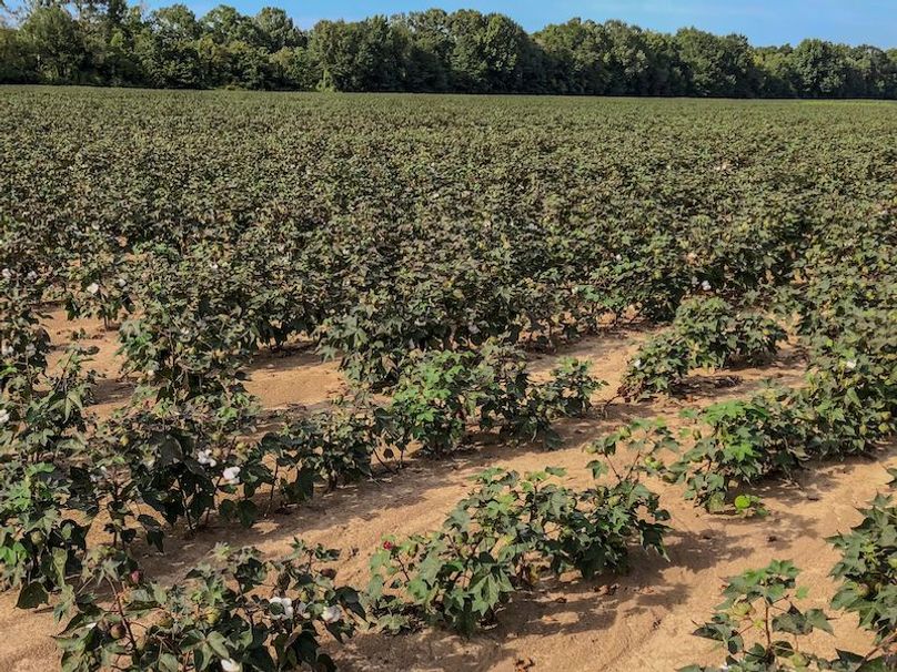 Lafayette 283.5 Jackson Initial Listing Photos -21