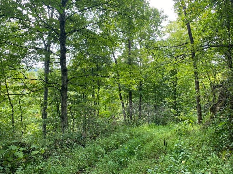 017 forested area overlooking the valley copy