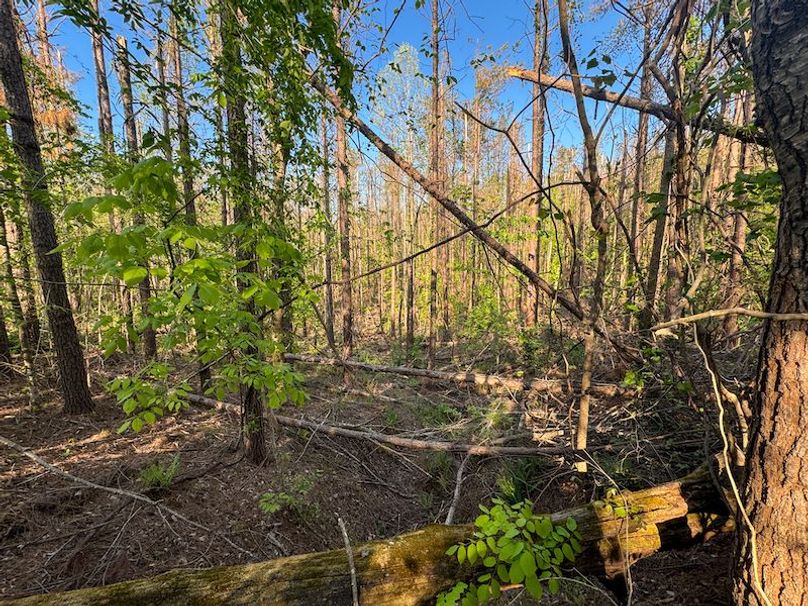 Tallahatchie 44 Newman (Crowden) Wide-23