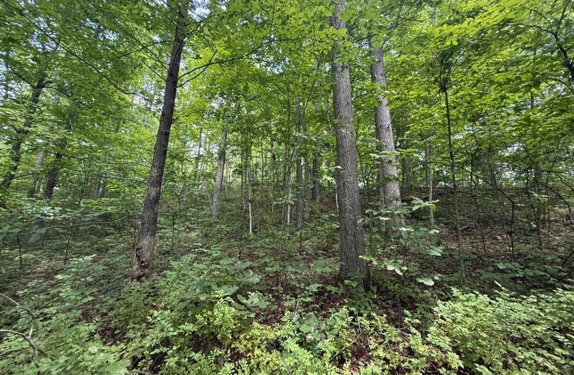 006 forested east facing slope