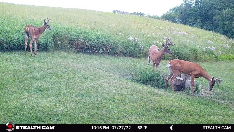 3 Bucks July 2022