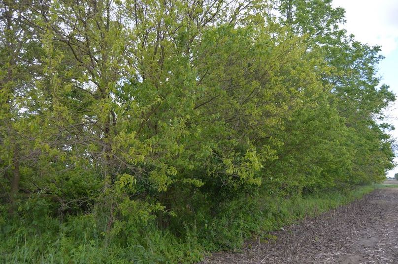 Looking east of small woodlot