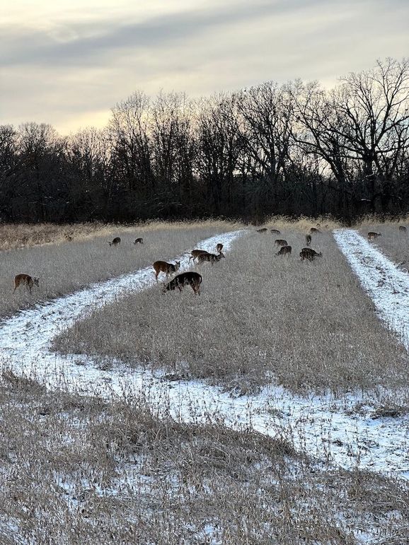 Copy of deer photos.12